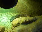(190'450) - Im Sea Life am 19.