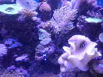 (190'463) - Im Sea Life am 19.