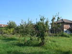 (207'285) - Apfelbaum am 4.