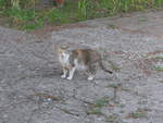 (207'041) - Katze am 3.