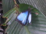 /211'525) - Schmetterling im Danaus am 17.