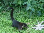 (211'695) - Nasenb�r neben der Strasse am 19.