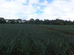 (212'343) - Ananas-Plantage am 24.