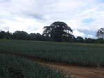 (212'344) - Ananas-Plantage am 24.