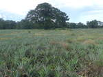 (212'350) - Ananas-Plantage am 24.