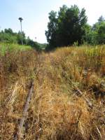 Das Gleis 1 ist v�llig zugewachsen und wenn man bedenkt das vor 15 Jahren hier noch was dr�ber gefahren ist!Friedrichroda am 27.Juli.2013