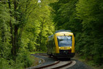 TSB (HLB) Lint im Wald vor Schneidhain am 15.05.2016