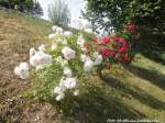 Rosen am Bahndamm in Holleben am 17.6.15