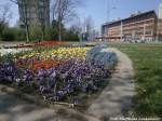 HAVAG Straenbahn mit Frhlingsimpressionen in Halle-Neustadt am 24.4.15