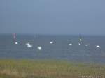 Schwäne in Ralswiek auf dem Großen Jasmunder Bodden am 22.4.1