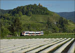 In Ergänzung zu Armins ausführlichen Talentbeschreibungen noch ein paar ergänzende Bilder aus der direkten Schweizer Nachbarschaft zum Verwirrungsspiel der Marketingstrategen. 

Der Talent 2 der Münstertalbahn der SWEG. Dieser Triebwagen bezeichnet sich als ET 150 und hat die führende NVR-Nummer 94 80 1442 150-7 D-SWEG. Zusammen mit dem zweiten Talent 2 (ET 151) wurden die Fahrzeuge im September 2013 aus heutiger Sicht nur leicht verspätet geliefert. Wegen der Streckenelektrifizierung aber eine für jedermann bemerkbare Verspätung.

Die Triebwagen liefen bis Juni 2020 und benötigten eine dringende Ablösung, da sie mit den engen Kurvenradien im oberen Streckenteil überhaupt nicht zurecht kamen. Eine aktive Radsatzlenkung war erst mit der folgenden Talentgeneration lieferbar. Heute fahren sie in der Umgebung von Kassel für Cantus. Die Wagen wurden noch vor Inkrafttreten der neuen europäischen Crashnormen geliefert. Ein wenig überraschend ist das relativ hohe Dienstgewicht von 116 Tonnen, während Flirts der gleichen Fahrzeuggeneration als längere Vierteiler mit 120.5 Tonnen kaum mehr Gewicht auf die Waage bringen.

Hier in den letzten Betriebstagen im Münstertal Anfang Juni 2020. Das Bild entstand knapp unterhalb Stauffen, wo einst Dr. Faust dem Leibhaftigen begegnete. Das besonders gelbe Abendlicht des Oberrheingrabens zeigt sich hier in deutlicher Ausprägung zusammen mit dem kondensstreifenfreien Himmel der Coronazeit.