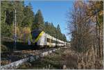 Auf dem Weg nach Titisee fahren zwei  Grisekatzen  (BR 440 - Coradia Continental 2) dem Schluchsee entlang, der hier jedoch durch den Wald nicht zu sehen ist.