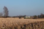 Ein Unbekannter Agilis auf dem Weg nach Hof bei Unterthlau.