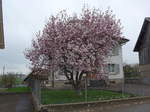 (179'326) - Bl�hender Magnolienbaum am 2.