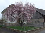 (179'327) - Bl�hender Magnolienbaum am 2.