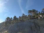 (185'301) - B�ume auf dem Felsen am 27.