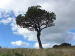 (190'539) - Baum am 20.