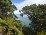 (190'713) - B�ume am Mount Maunganui am 21.