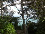 (190'714) - B�ume am Mount Maunganui am 21.