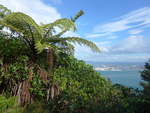 (190'746) - B�ume am Mount Maunganui am 21.