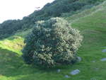 (190'759) - Baum am Mount Maunganui am 21.