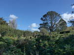 (190'869) - Baum im Hobbiton am 22.