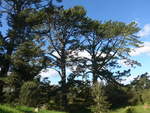 (190'898) - B�ume im Hobbiton am 22.
