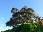 (190'922) - Baum im Hobbiton am 22.