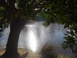 (190'976) - Baum mit See im Hobbiton am 22.