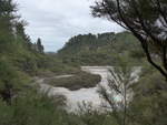 (191'159) - Wald im Wai-O-Tapu Thermal Wonderland am 23.