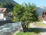 (195'403) - Holunderbaum am 1.
