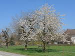 (203'763) - Bl�hender Baum am 15.