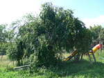 (207'257) - Mirabellenbaum beim Ferienheim am 4.