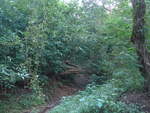 (211'923) - Im Wald am 21.