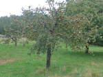 (220'369) - Apfelbaum am 31.