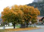 (240'880) - Zwei Ahorne im Herbstkleid am 10.