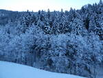(243'619) - Verschneiter Wald am 8.