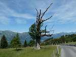 (252'659) - Alter Ahorn am 14.