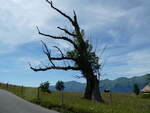 (252'660) - Alter Ahorn am 14.