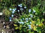 (134'435) - Alpenflora am Stockhorn am 26.