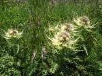 (134'486) - Alpenflora am Stockhorn am 26.