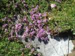 (134'508) - Alpenflora am Stockhorn am 26.