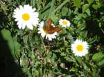 (134'512) - Alpenflora und Schmetterling am Stockhorn am 26.