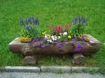 (146'142) - Blumentr�gli an der Lenk am 28.