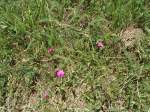 (146'252) - Blumen bei Blatten im L�tschental am 5.