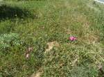 (146'253) - Blumen bei Blatten im L�tschental am 5.