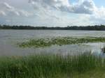 (152'685) - Seerosen im Lily Lake am 13.