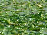 (152'692) - Seerosen im Lily Lake am 13.