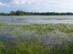 (152'695) - Seerosen im Lily Lake am 13.