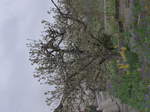 (179'295) - Bl�hender Baum mit Osterglocken am 2.